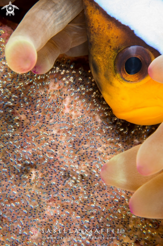 A Clown fish with eggs