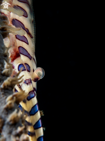 A Tozeuma armatum | Sawblade Shrimp