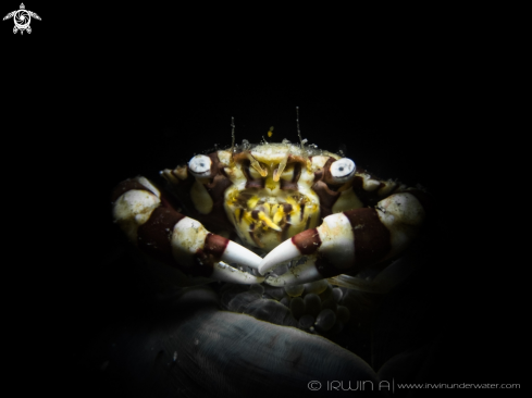 Harlequin Swimming Crab 