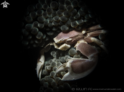 A Porcelain crab