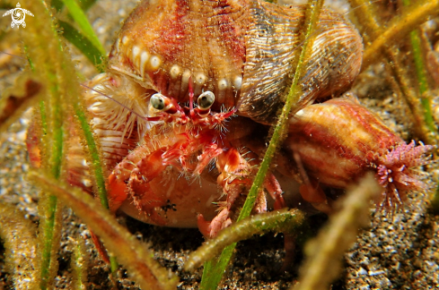 A hermit crab