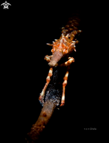 A Xenocarcinus tuberculatus | Xeno crab