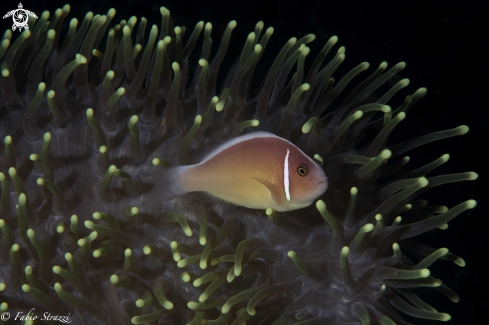 A anemone and anemone fish