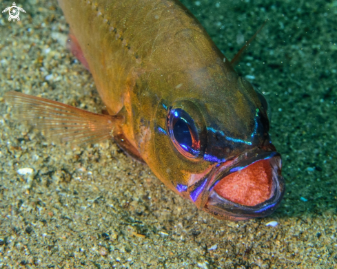 A Ostorhinchus sp. | Cardinalfish