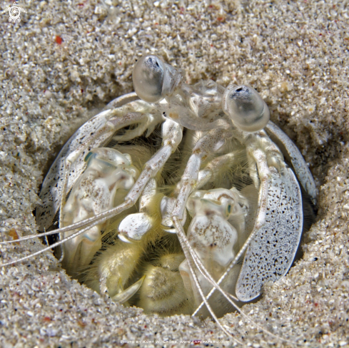 A Mantis shrimp