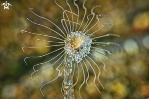 A Amphipod in Stalked Hydroid, Ralpharia sp. 