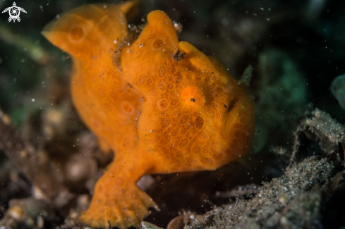 A Antennarius pictus | Painted frogfish