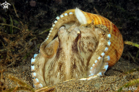 A octopus