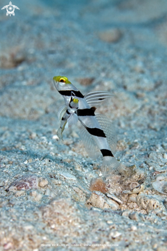 A Yellow-snout Shrimp Goby