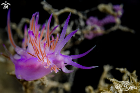 A Flabellina affinis | Flabellina viola