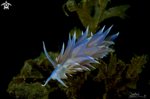 A Eubranco Tricolor