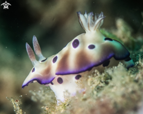 A Hypselodoris tryoni | Hypselodoris tryoni