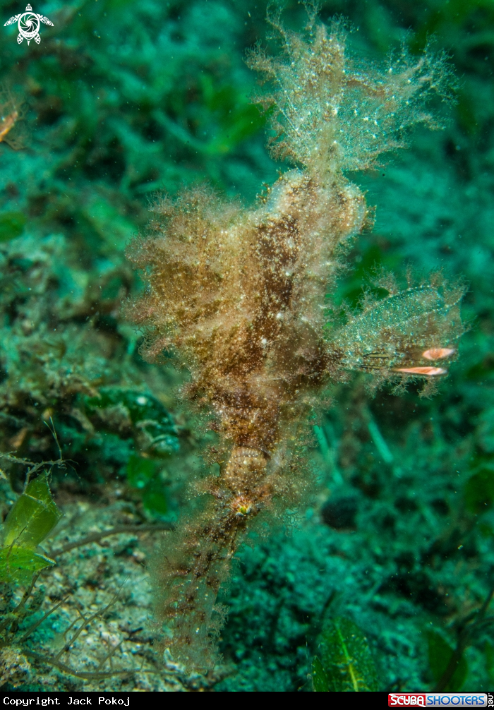 A Roughsnout ghost pipefish