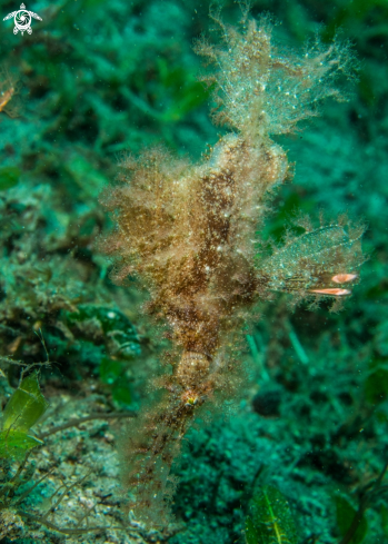 A Solenostomus cyanopterus | Roughsnout ghost pipefish
