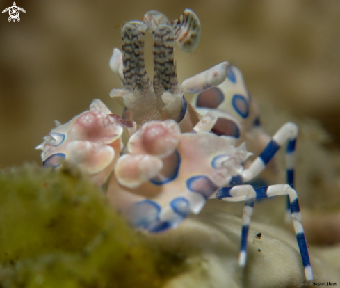 A Harleyquin shrimp