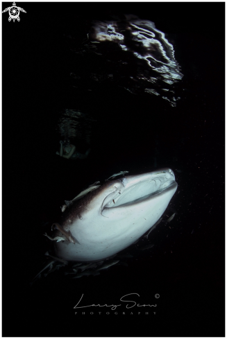 A Whale Shark in the Night