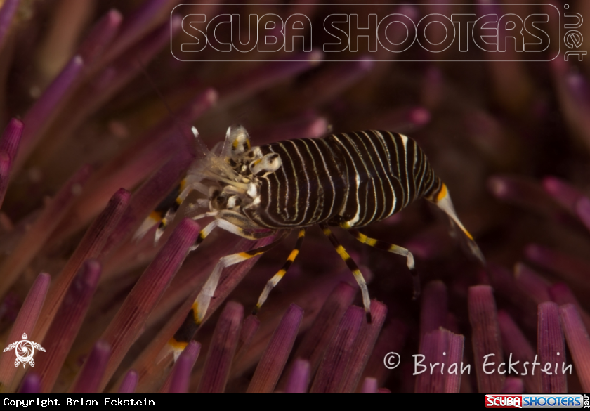 A Striped Bumblebee Shrimp