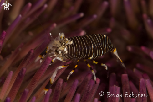 A Gnathophyllum americanum | Striped Bumblebee Shrimp