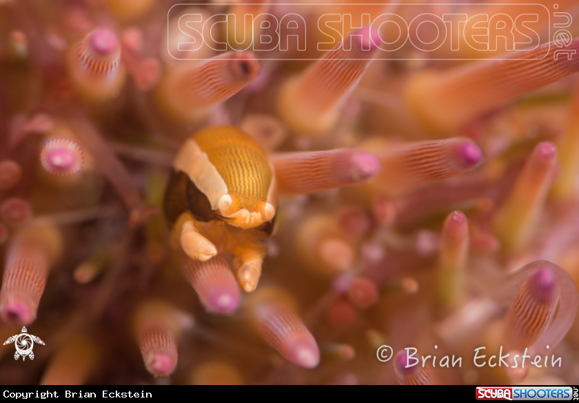 A Urchin Bumblebee Shrimp