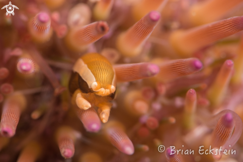 A Gnathophylloides mineri | Urchin Bumblebee Shrimp