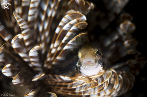 A Blenny