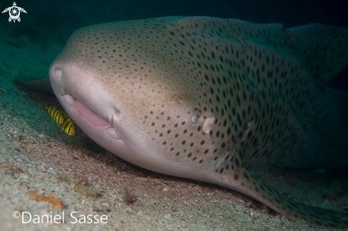 A Stegostoma fasciatum | Stegostoma fasciatum