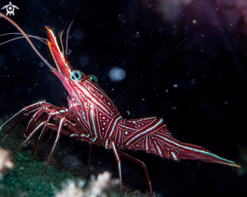 A Rhynchocinetes durbanensis | Hinged-beak shrimp
