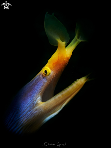 A Moray eel