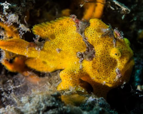 A Antennarius pictus | Painted frogfish