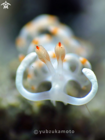 A Flabellina Bicolor | Flabellina Bicolor