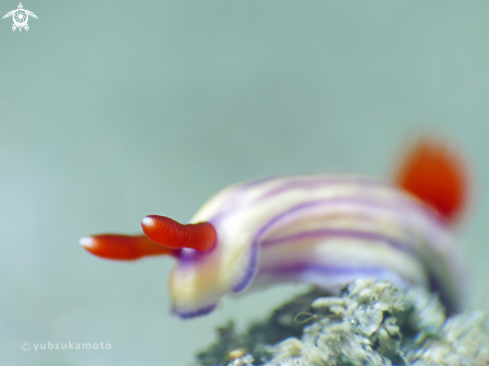 A Hypselodoris