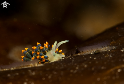 A  Tenellia caerulea