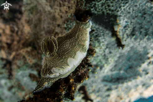 A Nudibranch