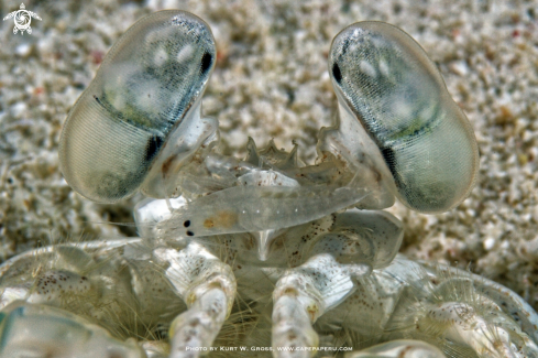 A Lysiosquillina maculata, with shrimp  | Shrimp
