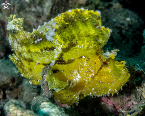 A Leaf scorpionfish | Leaf scorpionfish
