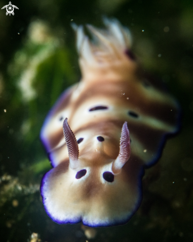 A Hypselodoris tryoni | Hypselodoris tryoni