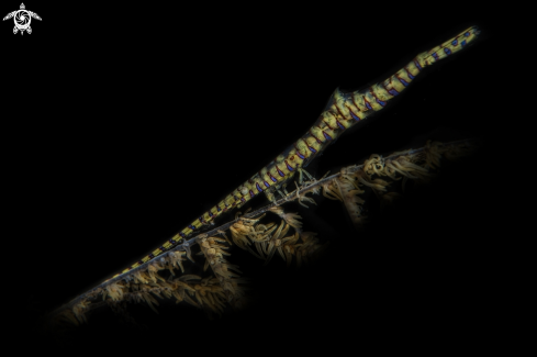 A Saw-Blade Shrimp