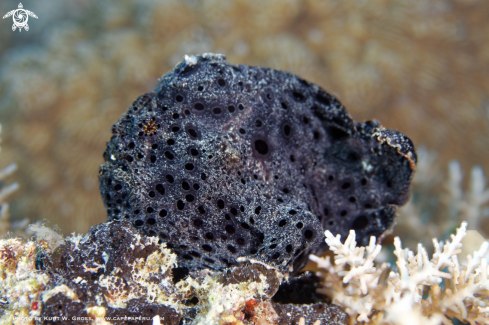 A Antennarius pictus | Frogg fish