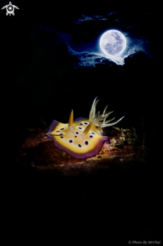 Nudibranch