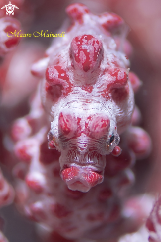 A Pygmy seahorse