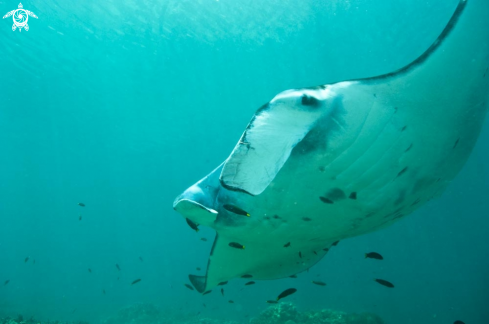 A manta ray