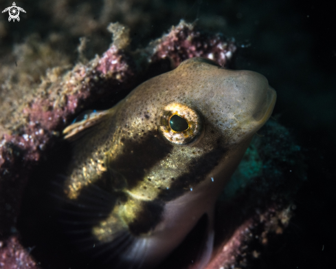 A Blenny