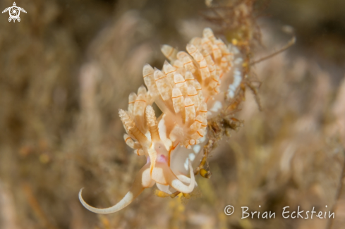 A Flabellina engeli | Engel's Flabellina