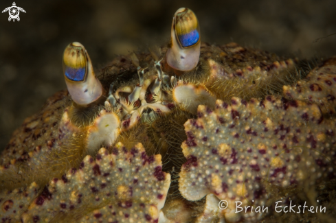 A Ocellated Box Crab