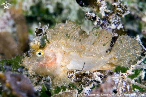 A Rhinopias frondosa juvenile | Rhinopia juvénile