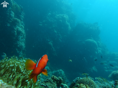 A anemonefish