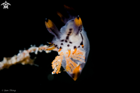 A PIKACHU THECACERA | Nudibranch