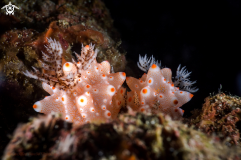 A NUDIBRANCH