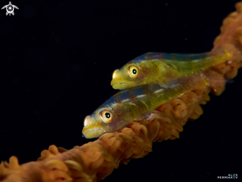 A Goby