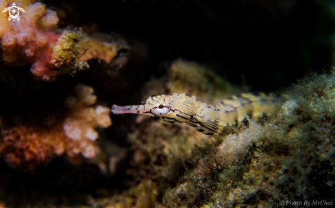 A pipefish